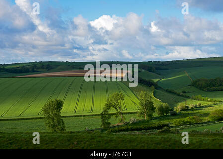 Agricultural land,Dorset, England UK Stockfoto