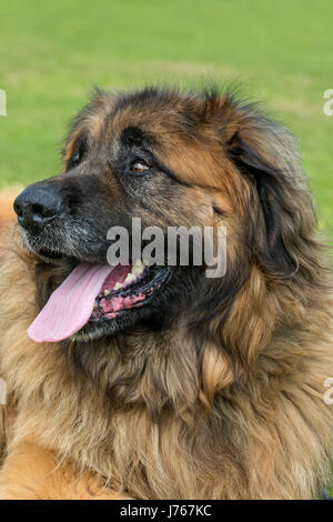 Ein Porträt von einem Leonberger in einem Feld Stockfoto