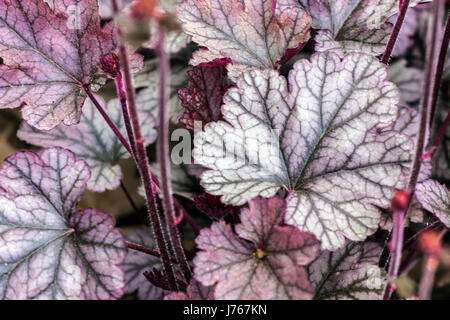 Heuchera 'Silver Scrolls', Coral Glocken Stockfoto