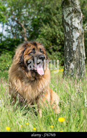 Ein Porträt von einem Leonberger in einem Feld Stockfoto