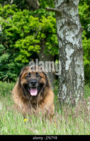 Ein Porträt von einem Leonberger in einem Feld Stockfoto