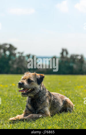 Ein Porträt von einem Border Terrier in einem Feld Stockfoto