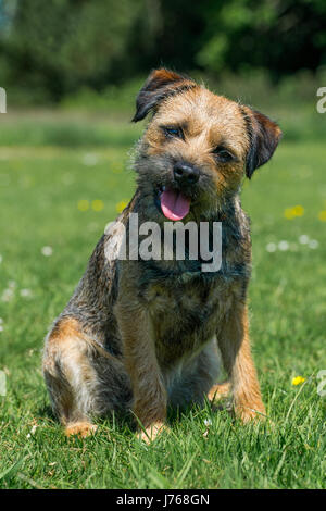 Ein Porträt von einem Border Terrier in einem Feld Stockfoto