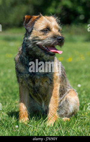 Ein Porträt von einem Border Terrier in einem Feld Stockfoto