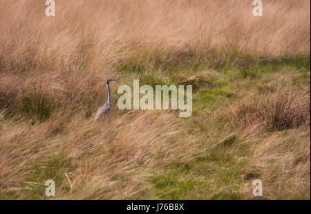 Reiher im Richmond Park, London Stockfoto