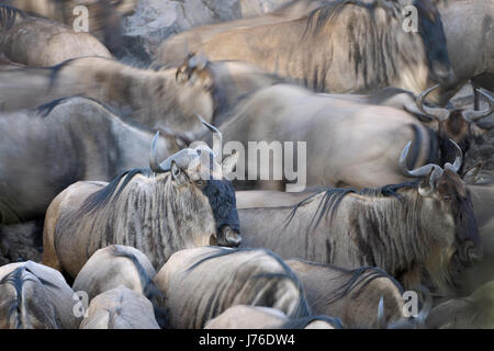 Gnus (Connochaetes Taurinus), Gnu, Herde in der Nähe mit teilweise Bewegungsunschärfe, Serengeti Nationalpark, Tansania Stockfoto