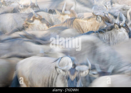 Gnus (Connochaetes Taurinus), Gnu, Herde in der Nähe mit Bewegungsunschärfe, Serengeti Nationalpark, Tansania Stockfoto