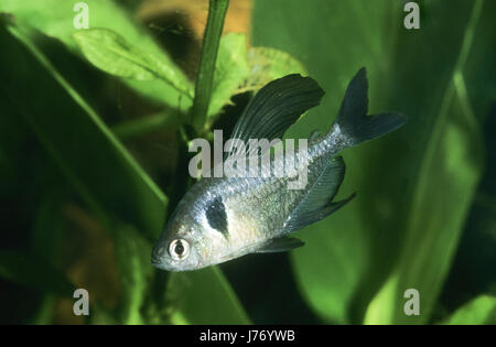 Schwarzer Phantomsalmler, Hyphessobrycon Megalopterus, Megalamphodus Rogoaguae, Megalamphodus Megalopterus, schwarzes phantom Tetra, Le Tétra Fantôme noir Stockfoto