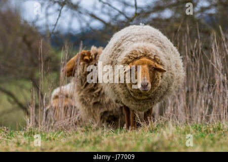 wolligen Coburger Fuchsschaf oder Coburg Fox Schaf Stockfoto