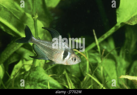 Schwarzer Phantomsalmler, Hyphessobrycon Megalopterus, Megalamphodus Rogoaguae, Megalamphodus Megalopterus, schwarzes phantom Tetra, Le Tétra Fantôme noir Stockfoto