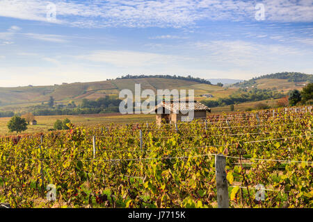 Frankreich, Saone et Loire, Beaujolais Region, Romaneche Thorins, die Weinberge des Moulin a Vent im Herbst Stockfoto