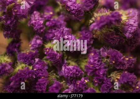 Blumenkarte mit trockenen lila Blüten von Limonium closeup Stockfoto