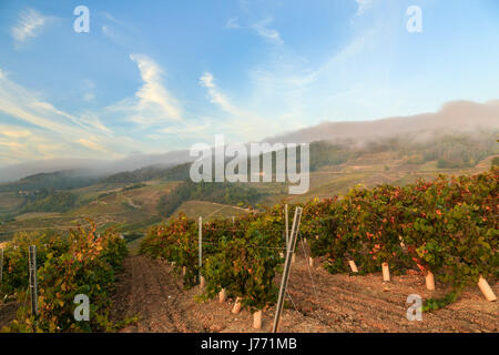 Frankreich, Rhone, Beaujolais Region, Oingt, beschriftet Les Plus Beaux Villages de France (das schönste Dorf Frankreichs) die Weinberge im Herbst Stockfoto