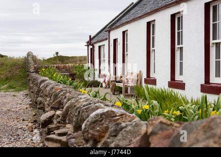 Wilde gelbe Iris (Iris Pseudacorus) gemeinsamen nach Schottland von Gärtner Kirsty Ritter Bruce an Außenseite der Landhaus aus dem 17. Jahrhundert Stein gepflanzt Stockfoto