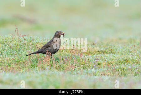 Weibliche Amsel (Turdus Merula) sammeln von Würmern um eine Brut von Küken zu füttern. Stockfoto