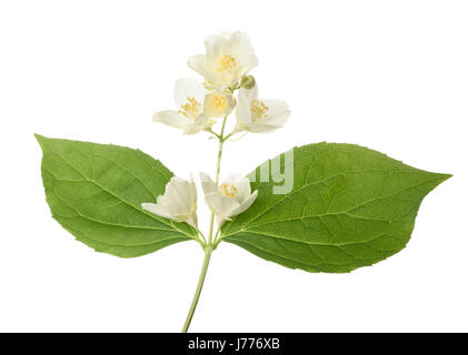 Englisch dogwood Blumen isoliert auf weißem Hintergrund Stockfoto