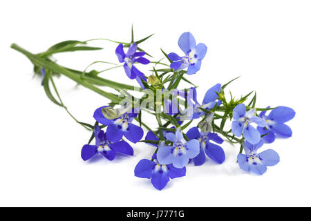 blaue Lobelie Blumen isoliert auf weißem Hintergrund. Stockfoto