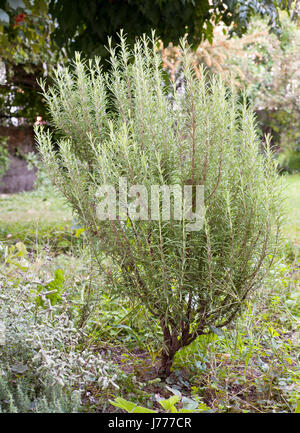 Rosmarin-Pflanze im Garten Stockfoto