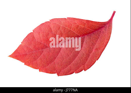 rote Blatt isoliert auf weiss Stockfoto