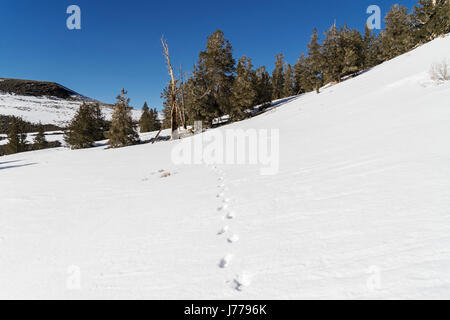 Bäume wachsen auf schneebedeckten Feld an sonnigen Tag Stockfoto