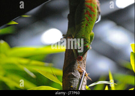 (170524)--Singapur, 24. Mai 2017 (Xinhua)--A Madagaskar Riesen Taggecko am 24. Mai 2017 die überarbeitete Reptilien-Ausstellung im Zoo von Singapur ausgestellt ist. Der Zoo von Singapur eine Medien-Vorschau am Mittwoch statt und lud eine Gruppe von Kindern seine neueste Ausstellung RepTopia anzuzeigen, die für Besucher vom 27. Mai öffnet. (Xinhua/Then Chih Wey) (Zy) Stockfoto