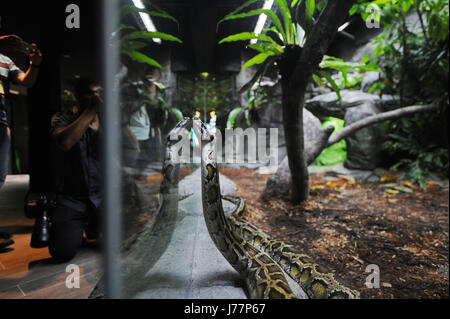 (170524)--Singapur, 24. Mai 2017 (Xinhua)--ein Netzpython werden in der überarbeiteten Reptilien-Ausstellung im Zoo von Singapur am 24. Mai 2017 ausgestellt. Der Zoo von Singapur eine Medien-Vorschau am Mittwoch statt und lud eine Gruppe von Kindern seine neueste Ausstellung RepTopia anzuzeigen, die für Besucher vom 27. Mai öffnet. (Xinhua/Then Chih Wey) (Zy) Stockfoto