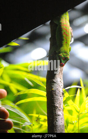 (170524)--Singapur, 24. Mai 2017 (Xinhua)--A Madagaskar Riesen Taggecko am 24. Mai 2017 die überarbeitete Reptilien-Ausstellung im Zoo von Singapur ausgestellt ist. Der Zoo von Singapur eine Medien-Vorschau am Mittwoch statt und lud eine Gruppe von Kindern seine neueste Ausstellung RepTopia anzuzeigen, die für Besucher vom 27. Mai öffnet. (Xinhua/Then Chih Wey) (Zy) Stockfoto