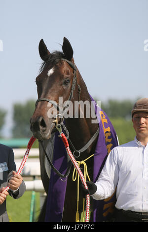 Große Perle, 20. Mai 2017 - Pferderennen: Große Perle nach dem Gewinn der Heian-Einsätze in Kyoto Racecourse in Kyoto, Japan. (Foto von Eiichi Yamane/AFLO) Stockfoto