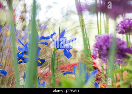 Iris X Hollandica 'Professor Blaauw'. Holländische Iris. Fleur de Lis 'Professor Blaauw' auf eine Blume in einer Blume-Show anzeigen UK Stockfoto