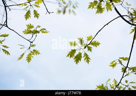 Quercus Rubra. Rote Eiche Baum Blätter im Frühjahr Muster. UK Stockfoto