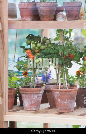 Tomaten wachsen in Terrakotta Blumentöpfe in einem Gewächshaus bei einer Blume-Show. UK Stockfoto