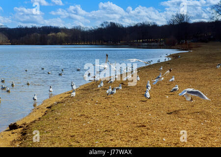 Möwen fliegen über dem See Möwen fliegen über See Stockfoto