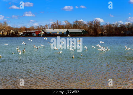 Möwen fliegen über Seemöwen fliegen über den See Stockfoto