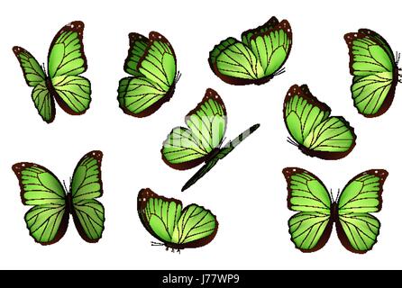 Set bunte isoliert Schmetterlinge. Anzeigen von Insekten Lepidoptera Morpho Amathonte Vektor-illustration Stock Vektor