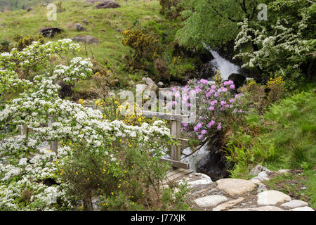 Blühende Weißdorn (Rosa moschata) bush Blumen neben einem Wanderweg im späten Frühjahr Anfang Sommer. Cwm Dyli Nant Gwynant Gwynedd Wales UK Großbritannien Stockfoto