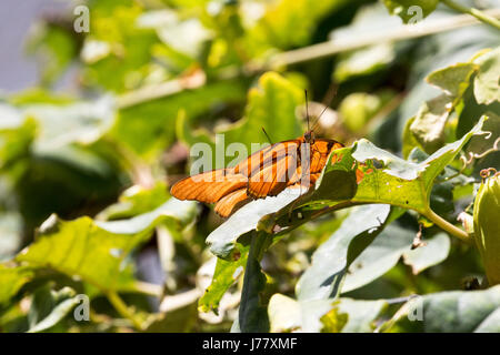 Julia Longwing Butterfly - Dryas Julia - Mai 2017, Los Angeles, Kalifornien USA Stockfoto