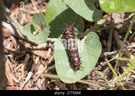 Pipevine Schwalbenschwanz Schmetterling Raupe - Battus Philenor - Mai 2017, Los Angeles, Kalifornien USA Stockfoto