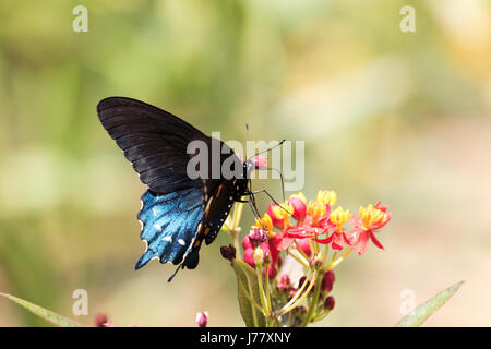 Pipevine Schwalbenschwanz Schmetterling - Battus Philenor - kann 2017, Los Angeles, Kalifornien USA Stockfoto