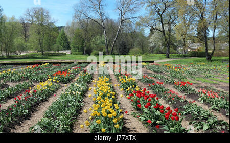 Frühling blühenden Tulpen feine Betten in der Nähe der zerstörten Wüstung. Mai Sonnentag Panorama. Stockfoto