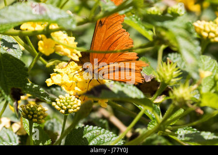 Julia Longwing Butterfly - Dryas Julia - Mai 2017, Los Angeles, Kalifornien USA Stockfoto