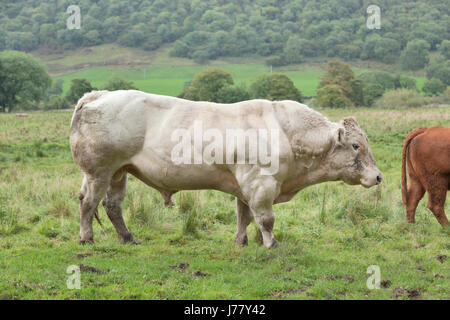 Stier in Yorkshire Stockfoto