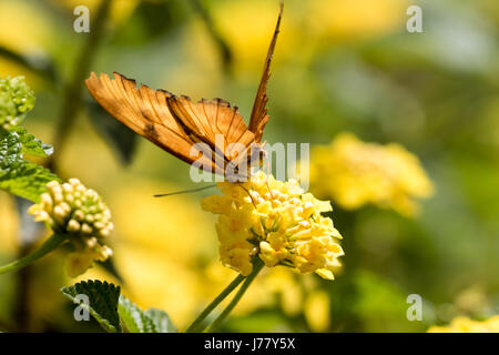 Julia Longwing Butterfly - Dryas Julia - Mai 2017, Los Angeles, Kalifornien USA Stockfoto
