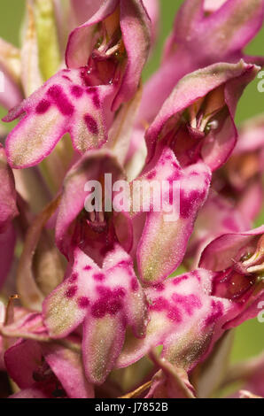 Leicht beschmutzt Blumen Detail der wild Orchid in Bug (Anacamptis Coriophora aka Orchis Coriophora). Serra da Arrabida, Portugal. Stockfoto