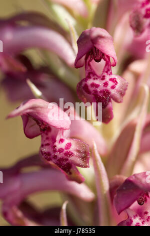 Seitliche und frontale Detailansicht der wilden Bug Orchidee (Anacamptis Coriophora aka Orchis Coriophora) blüht. Serra da Arrabida, Portugal. Stockfoto