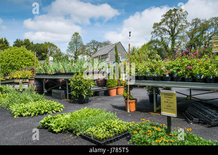 Pflanzen zum Verkauf in einem Gartencenter oder einer Pflanzenzüchtung in England in Großbritannien in Europa. Stockfoto