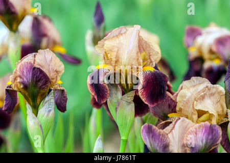 Standard Zwergbärtige Iris barbata nana Iris „Abelard“ Stockfoto