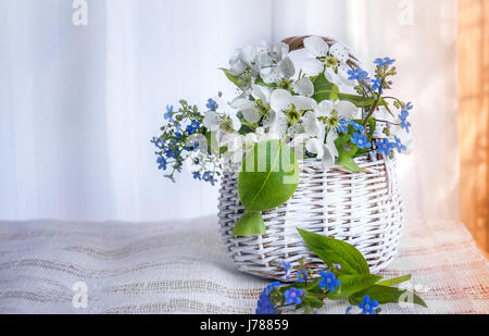 Weiße kleine Weidenkorb Blumen Vergissmeinnicht und Apple auf einem hellen Hintergrund an einem sonnigen Tag. Die horizontalen Rahmen. Stockfoto