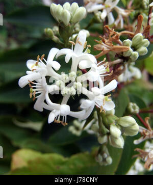 HerbstJasmin Heptacodium jasminoides Stockfotografie Alamy
