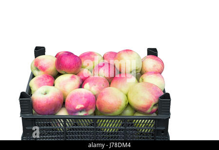Schöne und leckere große Äpfel in einem Kunststoff-Behälter für die Lagerung. Closeup präsentiert auf einem weißen Hintergrund. Stockfoto