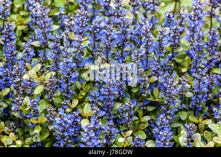 Ajuga reptans „Mini Mahogany“ Blau, Blumen, Blumen, Garten, Frühling, Blaues Horn, Bugleherb, Bugleweed, Carpetweed, Bodenbedeckung, Pflanze Stockfoto